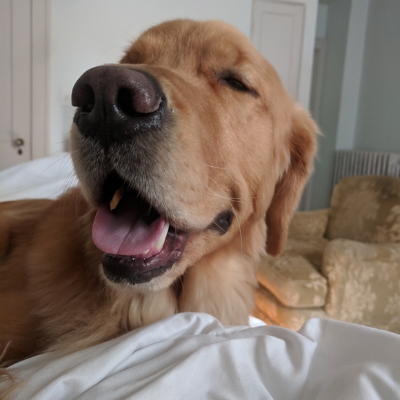 Meet your Posher, Quinn - Picture 3 of 3